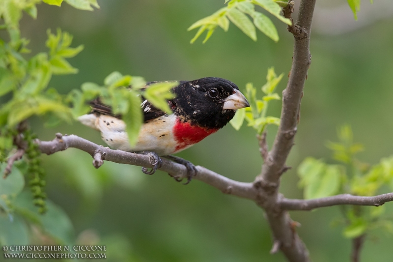 Rose-breasted Grosbeak