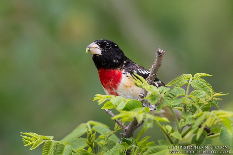 Rose-breasted Grosbeak