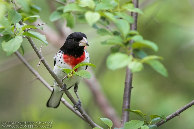 Rose-breasted Grosbeak