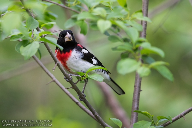 Rose-breasted Grosbeak