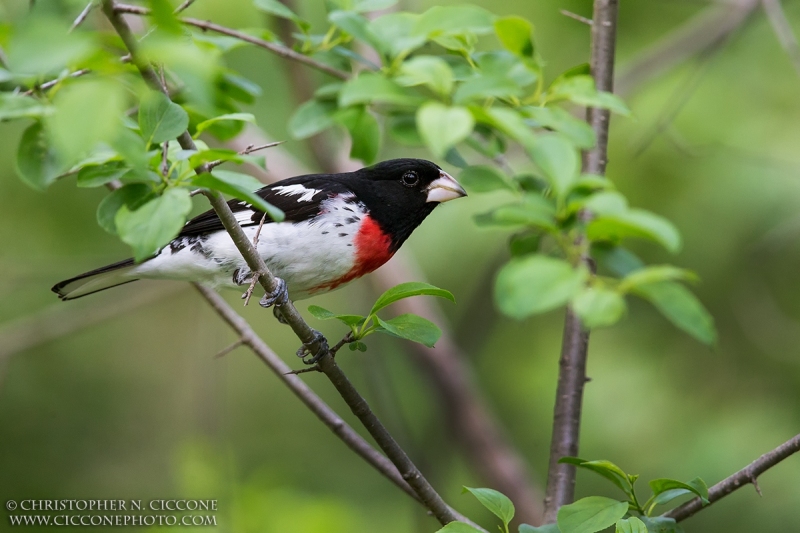 Rose-breasted Grosbeak