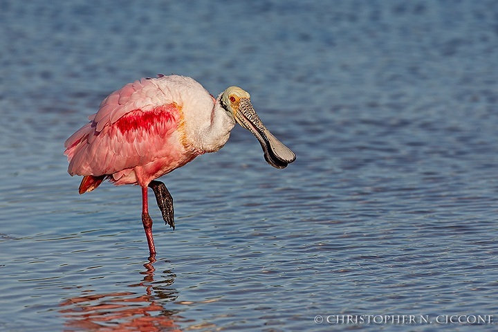 Roseate Spoonbill