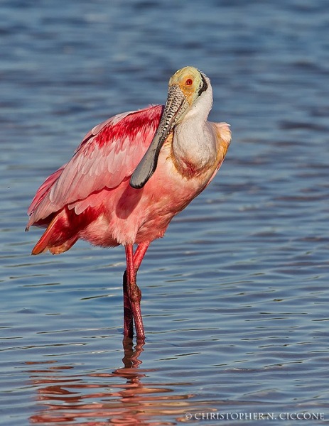 Roseate Spoonbill