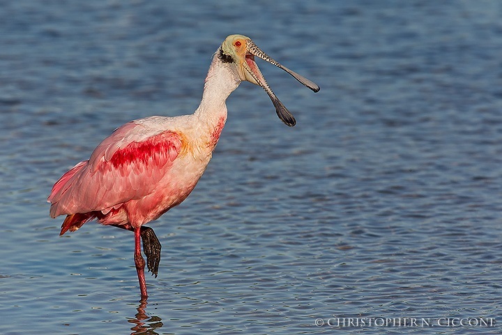 Roseate Spoonbill