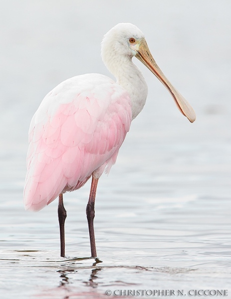 Roseate Spoonbill