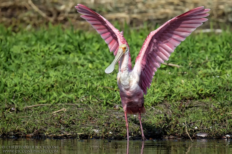 Roseate Spoonbill