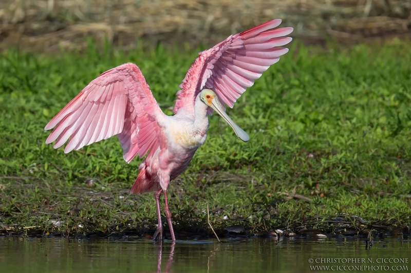 Roseate Spoonbill