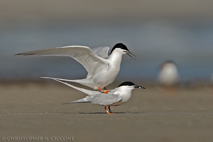 Roseate Tern