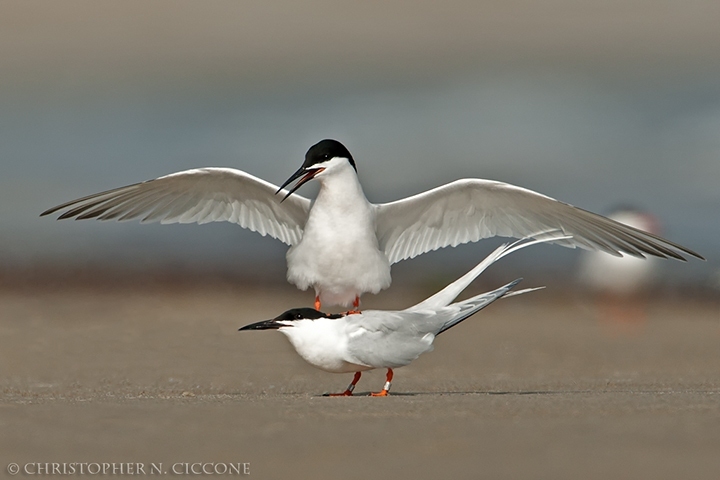 Roseate Tern