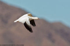 Ross’s Goose