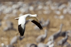 Ross’s Goose