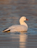 Ross’s Goose