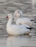 Ross’s Goose