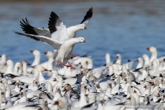 Ross’s Goose