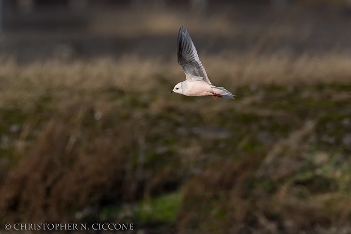 Ross's Gull