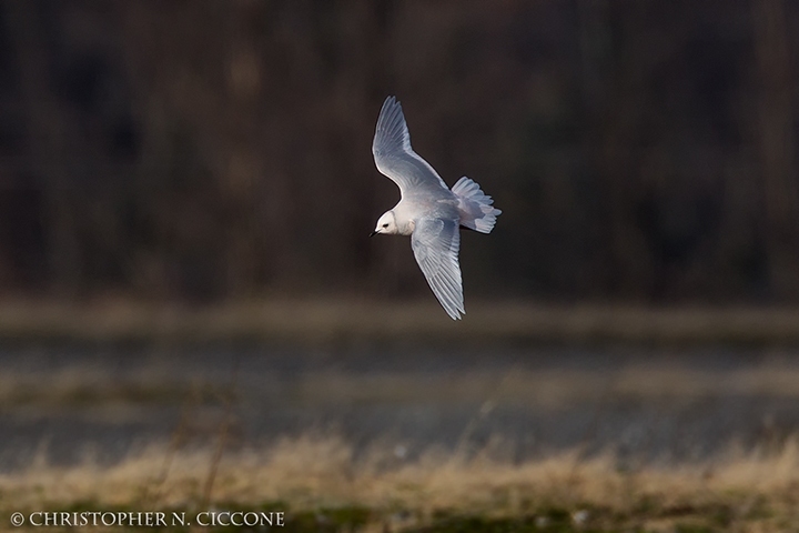 Ross's Gull