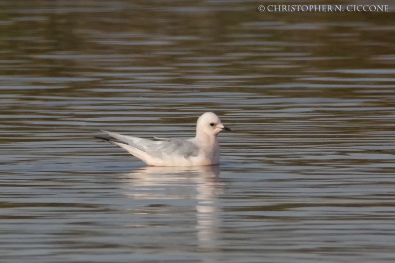 Ross's Gull