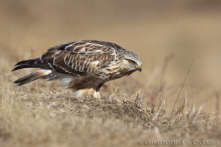 Rough-legged Hawk