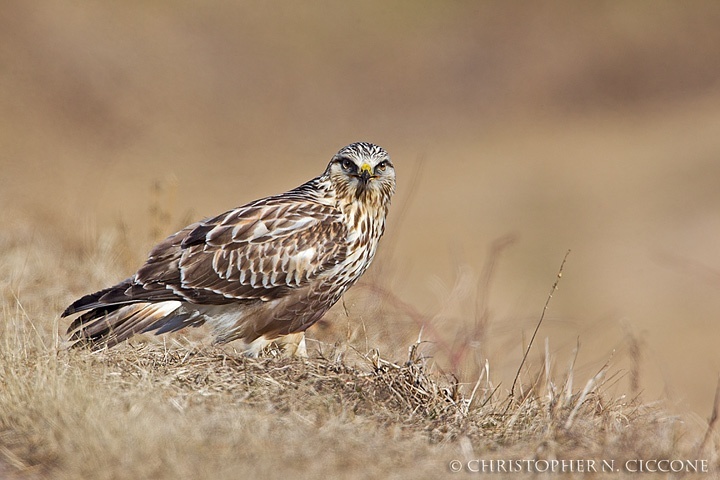 Rough-legged Hawk