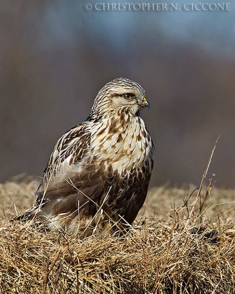 Rough-legged Hawk