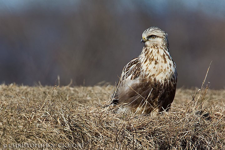 Rough-legged Hawk