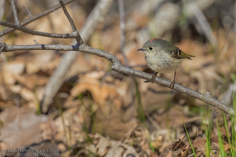 Ruby-crowned Kinglet