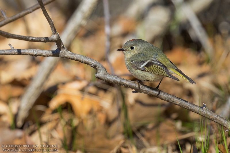 Ruby-crowned Kinglet