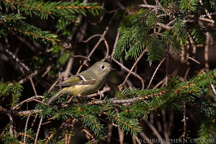 Ruby-crowned Kinglet