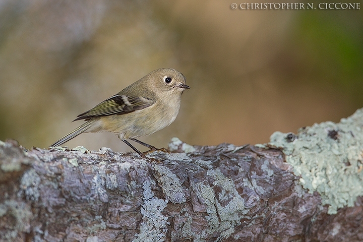 Ruby-crowned Kinglet