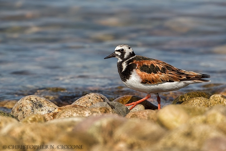 Ruddy Turnstone