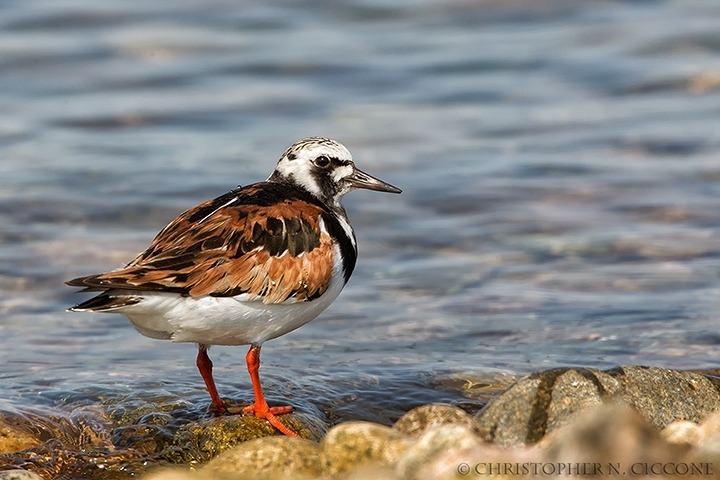 Ruddy Turnstone