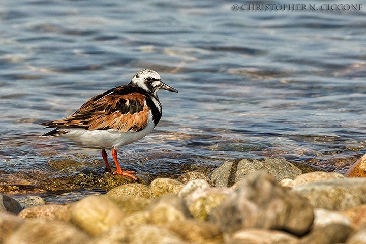 Ruddy Turnstone