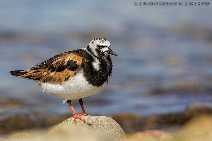 Ruddy Turnstone