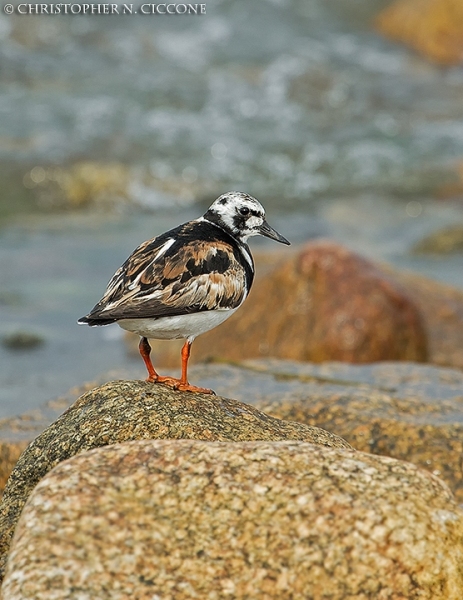 Ruddy Turnstone