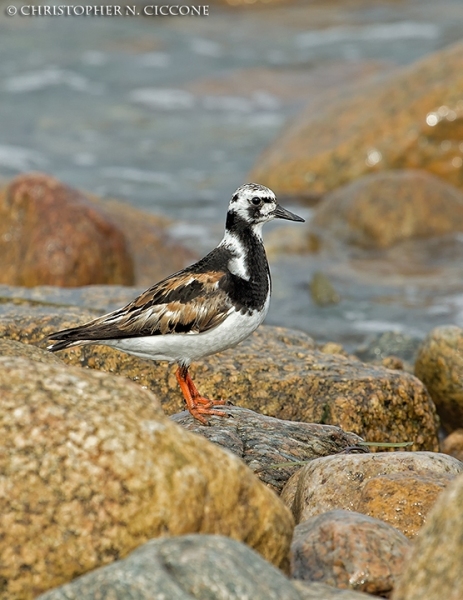 Ruddy Turnstone