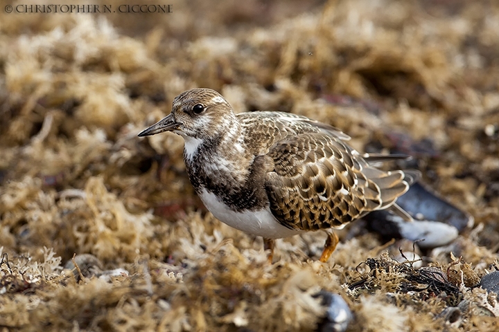 Ruddy Turnstone