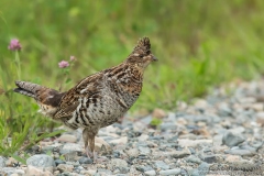 Ruffed Grouse