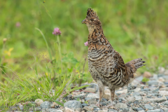 Ruffed Grouse