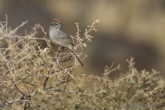 Rufous-crowned Sparrow