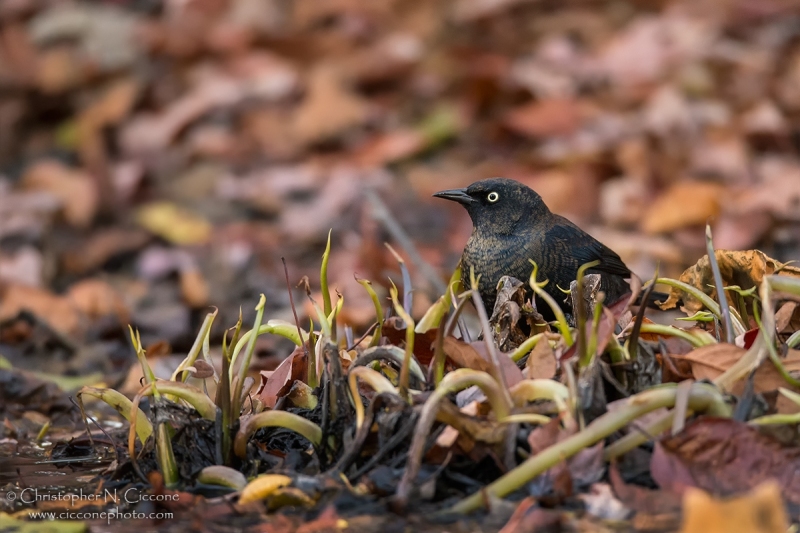 Rusty Blackbird