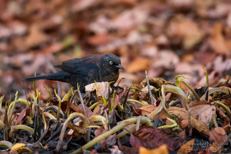 Rusty Blackbird