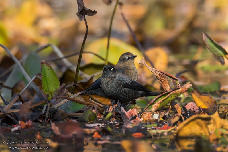 Rusty Blackbird