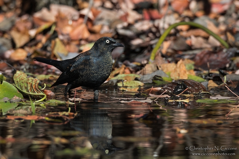 Rusty Blackbird