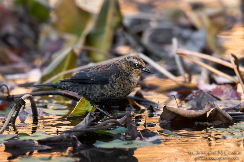 Rusty Blackbird