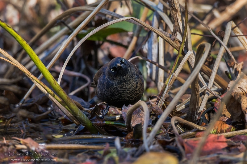 Rusty Blackbird