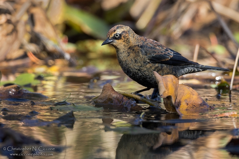 Rusty Blackbird