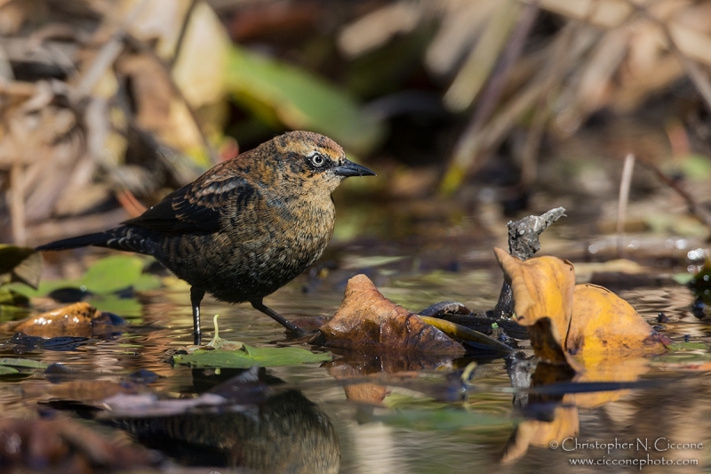 Rusty Blackbird