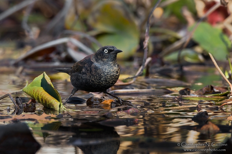 Rusty Blackbird