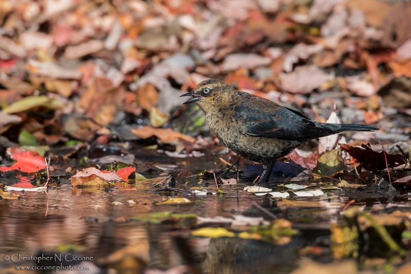 Rusty Blackbird