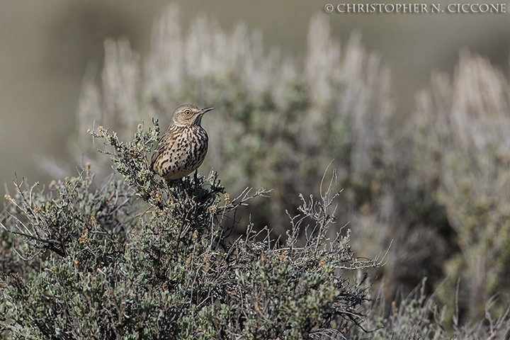 Sage Thrasher